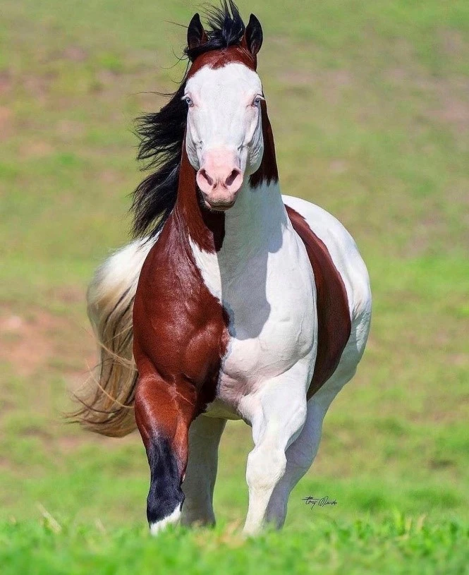 ابلق 