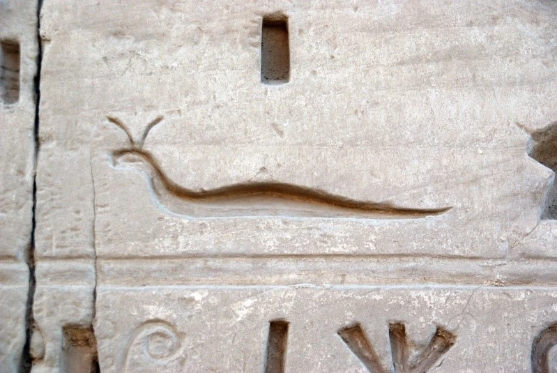افعی
