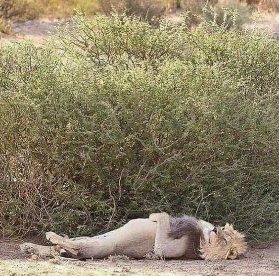 افگار 