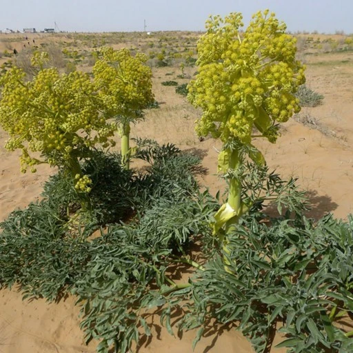 انغوزه 