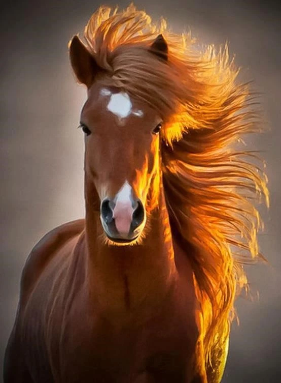 بش
