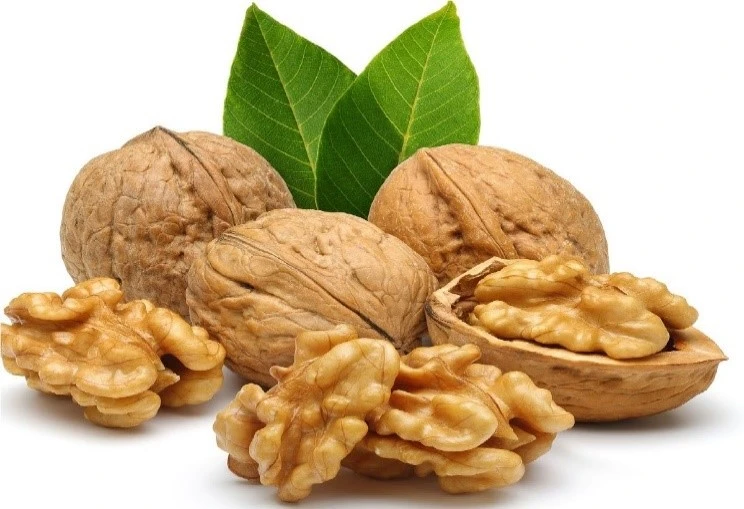 جوز 