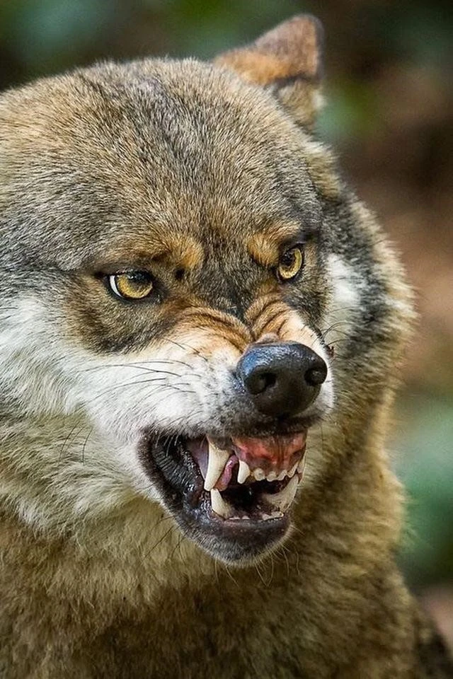 دندان 