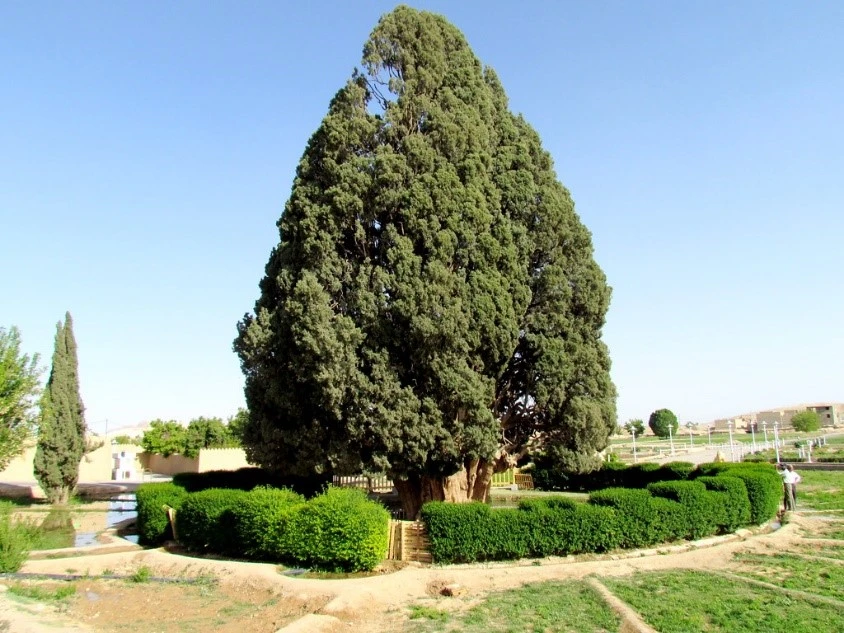 سرو