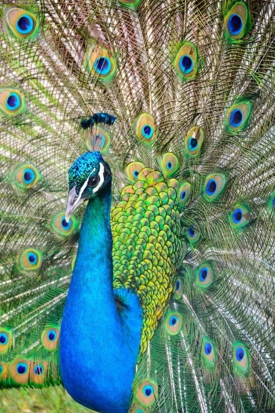 طاووس
