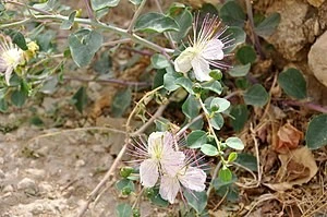 کبر